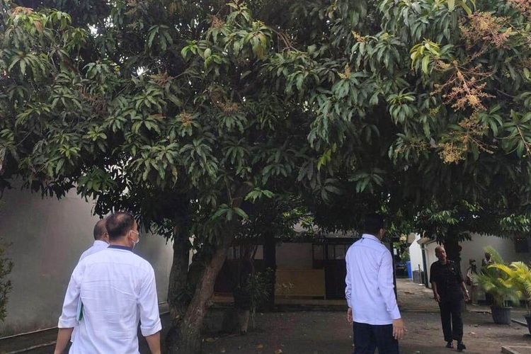 Petugas Dinas Pertanian dan Pangan Kota Yogyakarta saat melakukan identifikasi pohon mangga di Keratin Yogyakarta