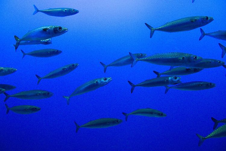 Ilustrasi pacific mackerel (Scomber japonicus). Kementerian KKP menggagalkan impor 99 ton ikan salem ilegal dari China pada awal Januari 2026.