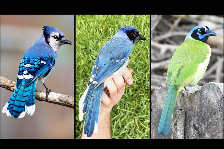 Seekor burung hibrida langka yang teridentifikasi di pinggiran kota San Antonio, Texas (panel tengah) merupakan hasil perkawinan antara burung blue jay jantan (kiri) dan burung green jay betina (kanan).