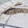 Sinkhole Tiba-tiba Terbuka di Bawah Kolam Renang dan Menyedot Perenang Jatuh Sedalam 13 Meter
