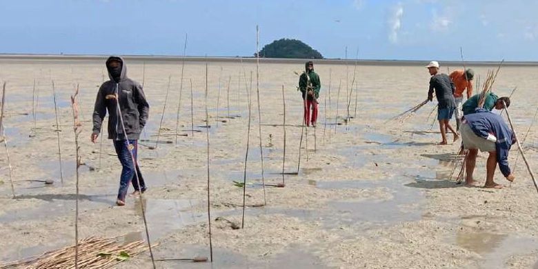 Sebagian lahan yang proses tanam Mangrove di Desa Juru Seberang, Belitung, Agustus 2021.