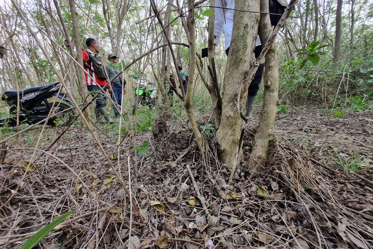 Tanaman gamal di petak hutan yang dikelola Perum Perhutani Kesatuan Pemangkuan Hutan (KPH) Purwodadi di Kecamatan Ngaringan, Kabupaten Grobogan, Jumat (2/8/2024). 