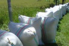 Kelebihan Stok, Bulog Kirim 50.000 Ton Beras ke Sejumlah Provinsi