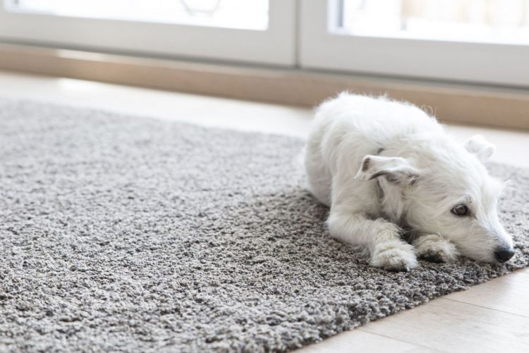 Seekor anjing bersantai di atas karpet.