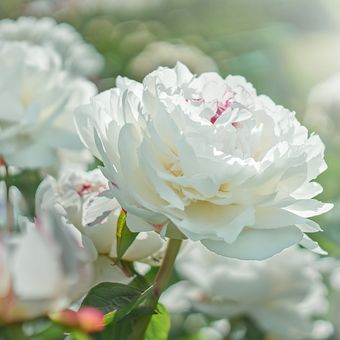 Ilustrasi bunga peony putih.