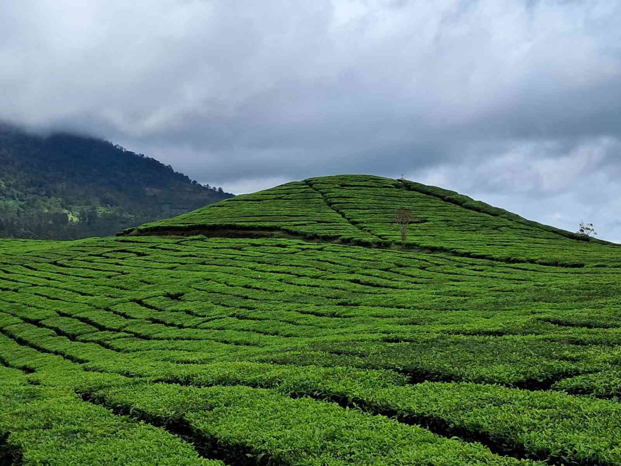 Bukit hijau perkebunan teh Pangalengan (dokumen pribadi)