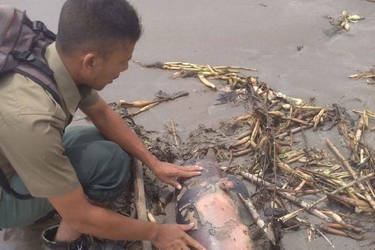 Seekor lumba-lumba hidung botol ditemukan mati terdampar di pantai Muara Upu, Tapanuli Selatan
