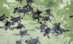 Bagaimana Bayi Penyu Menemukan Jalan di Lautan Ribuan Kilometer? 