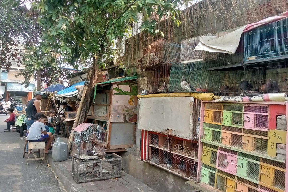 Curhat Pedagang di Johar Baru, 58 Ekor Burung Dara Dagangan Mati Dimakan Tikus