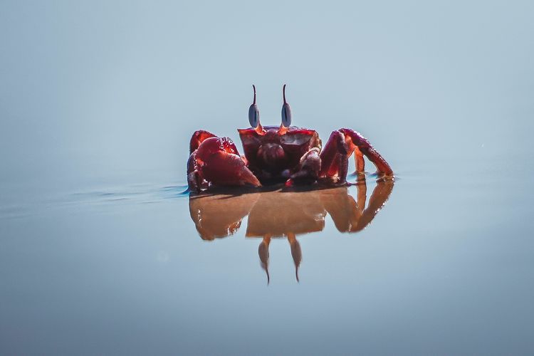 Kepiting jenis red ghost crab. (Pexels/rompalli harish)