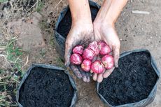 Cara Menanam Bawang Merah di Rumah, Bisa Pakai Polybag