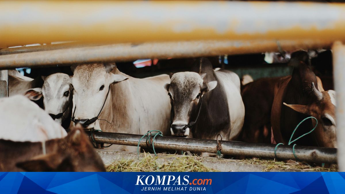 Pemprov DKI Jakarta Siapkan Tata Kelola Kurban Idul Adha yang Tertib, Higienis, dan Ramah Lingkungan — image 1