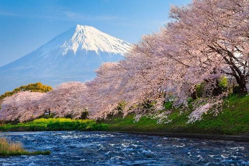 Bunga Sakura di Jepang Mekar secara Mengejutkan di Musim Gugur