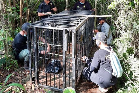 BKSDA Agam Berupaya Tangkap Beruang Madu yang Berkeliaran di Kebun Warga