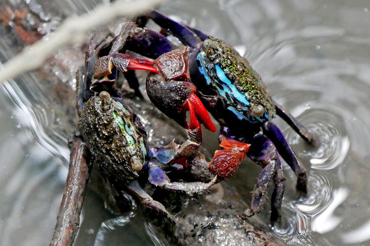 Saat kepiting bakau jantan bertarung, kepiting yang menang sering kali mengejek pecundang dengan tarian dari gerakan capit.
