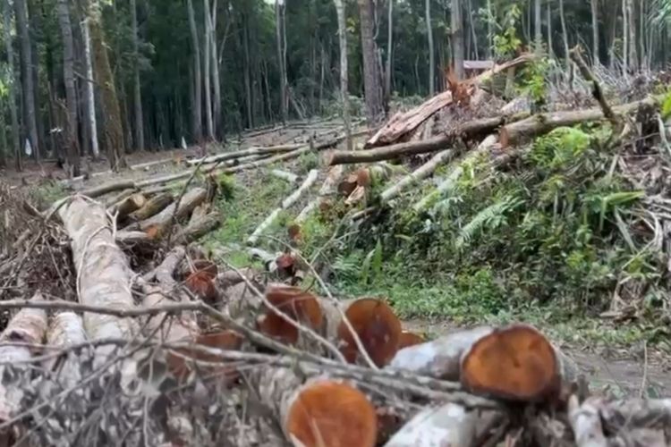 Pembalakan Liar di Hutan Lindung Simalungun, KPH Sita Chainsaw, Lapor Polisi