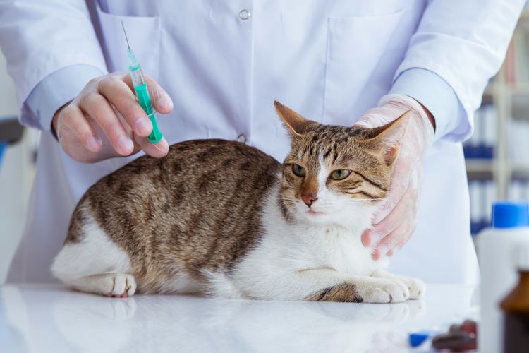 Ilustrasi vaksinasi untuk kucing, vaksinasi rabies. 