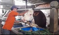 Tahan Panas, Sapi Merah Putih Peluang Baru di Tengah Krisis Iklim