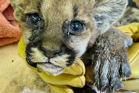 Kehilangan Cakar, Kumis, dan Induknya, Anak Singa Ini Berisiko Dibebaskan di Alam Liar