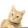 [KURASI KOMPASIANA] Lucunya Adopsi Kucing di Rumah | Cacing Gelang pada Induk Kucing | Kisah Penderita Ailurophobia Memelihara Kucing