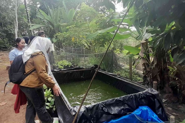 Integrasi kolam lele di pekarangam, sudah bisa panen seleksi setelah,2,5 bulan untuk konsumsi keluarga.