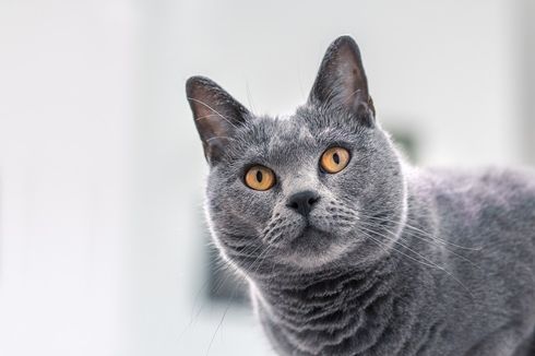 Bisakah Kucing Mati karena Penyakit Mata?