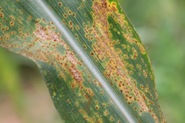 Penyakit karat daun jagung