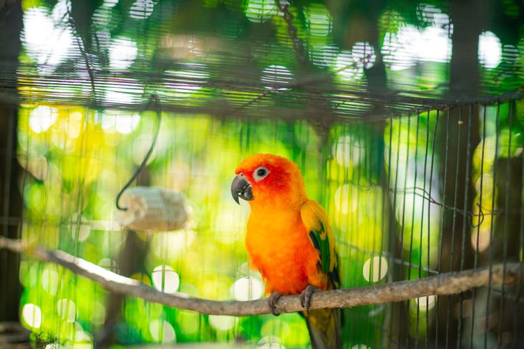 Rutinitas Pagi yang Menyenangkan: Burung Peliharaan Jadi Kunci Hidup Sehat dan Bahagia