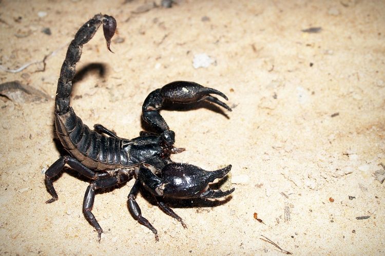 Ilustrasi kalejengking. Ilmuwan Brasil temukan racun kalajengking Amazon yang berpotensi jadi obat kanker payudara lewat teknik ekspresi gen mutakhir.