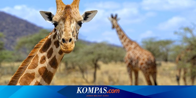 Tekanan Darah Tinggi Dialami Jerapah tapi Mereka Tidak Sakit, Bagaimana Bisa? - Vimarsana News
