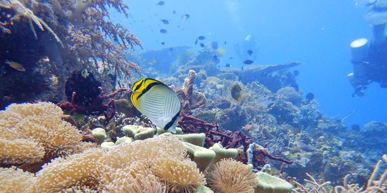 Suasana bawah laut di Pulau Atauro, Timor Leste.
