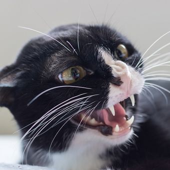 Ilustrasi kucing, ilustrasi kucing mendesis, ilustrasi kucing bertengkar.