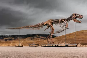 Fosil T. Rex 'Gus' Terjual Rp 909 Miliar, Pecahkan Rekor Dunia
