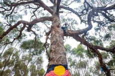Pohon Keramat Aborigin Ditebang untuk Jalan Raya, Publik Australia Marah