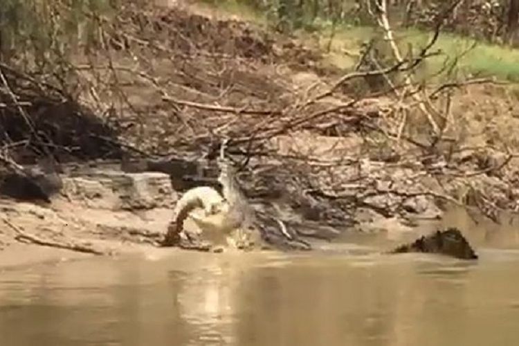 Seekor buaya terekam kamera saat tengah memangsa sesama buaya di Sungai Daly, Darwin, Australia pada awal April lalu.