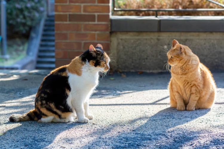 Ilustrasi kucing belang tiga dan kucing oren.