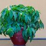Penyebab Daun Tanaman Begonia Mengering dan Cara Mengatasinya