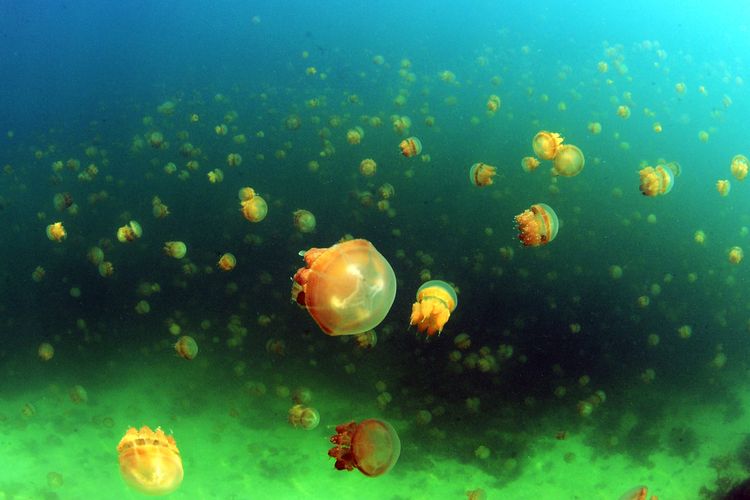 Ilustrasi Ubur-ubur (Jellyfish) Tanpa Sengat di Danau Kakaban