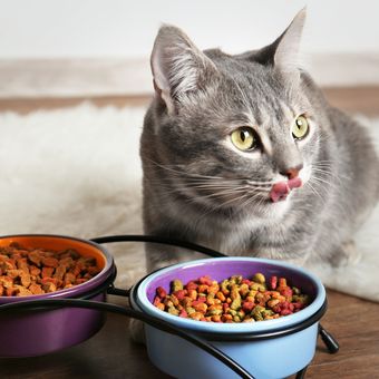 Ilustrasi kucing makan