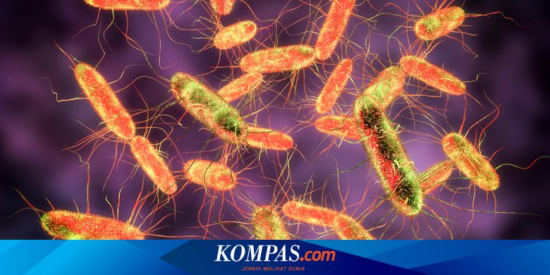 Saat Wabah Salmonella Meluas ke 43 Negara Bagian AS...