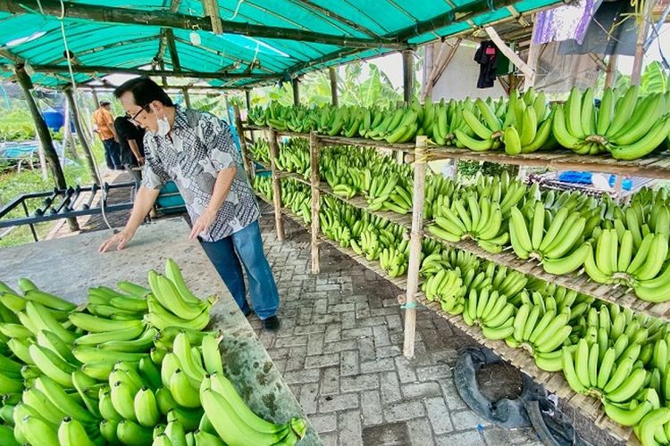 Klaster Usaha Pisang Cavendish Sumber Makmur Organik Wonorejo berhasil mengubah lahan tidak produktif itu menjadi lahan subur untuk menanam varietas pisang cavendish. 