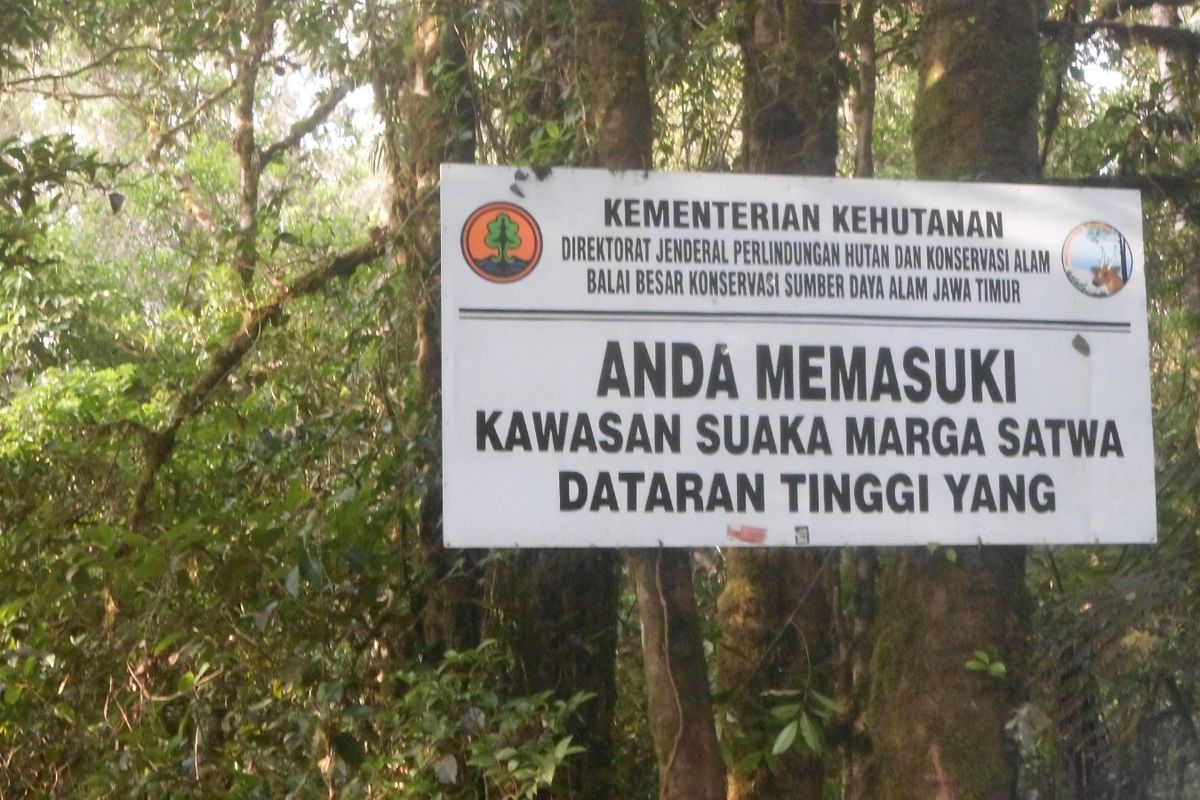 Foto: Kawasan Dataran Tinggi Yang Gunung Argopuro di Jawa Timur.