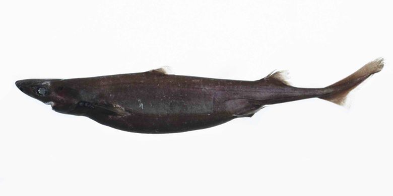 Hiu lentera perut hitam atau Blackbelly lanternshark (Etmopterus lucifer)
