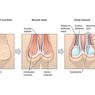 Mekanisme Kerja Skrotum untuk Mempertahankan Suhu Testis