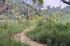 Geger Duel King Kobra dan Sanca di Tasikmalaya hingga 'Dilerai' Damkar