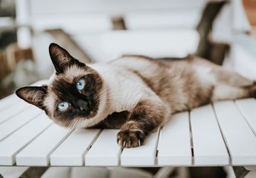 Kebotakan pada Area Bulu Kucing, Apa Penyebabnya?