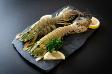 Apa Itu Mantis, Udang yang Kesusahan Diolah Peserta MasterChef? 