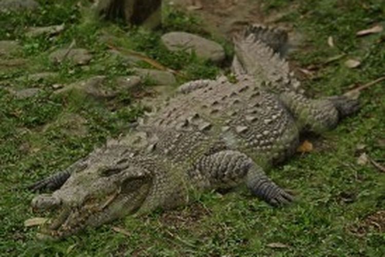 Buaya jenis Crocodilus acutus ini banyak terdapat di kawasan Meksiko hingga pesisir utara Amerika Selatan. Di alam liar buaya ini biasa memangsa ikan atau hewan kecil lainnya.