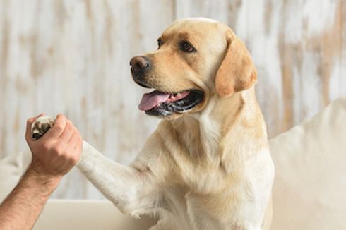 3 Manfaat Tidur bersama Anjing Peliharaan, Sudah Tahu? 