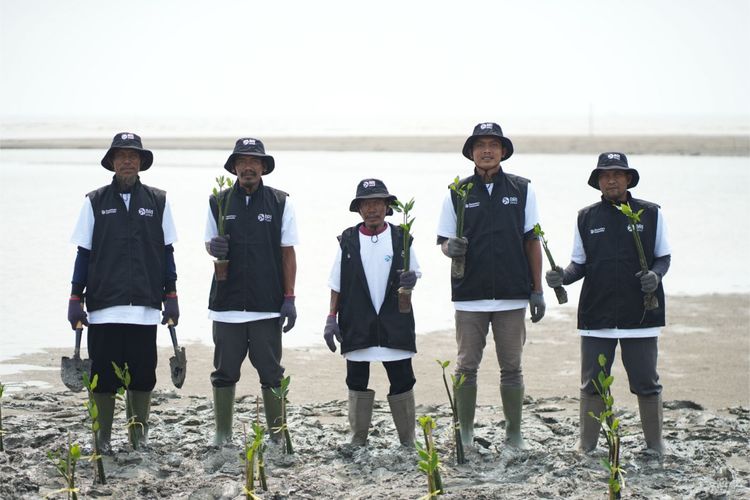 Hari Mangrove Sedunia, BRI Peduli Tanam 24.000 Mangrove di Pesisir Karawang